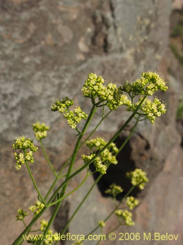 Valeriana verticillata的照片