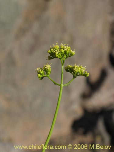 Valeriana verticillata的照片