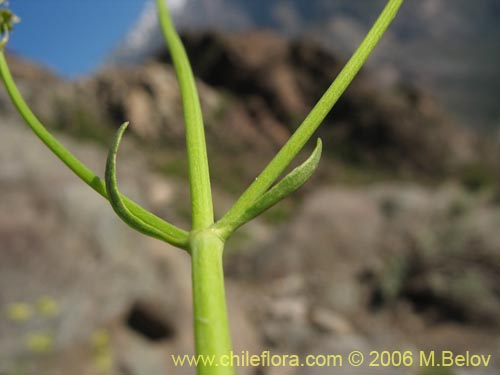 Valeriana verticillata的照片