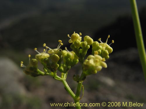 Valeriana verticillataの写真