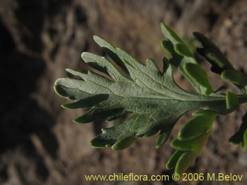 Bild von Valeriana verticillata (). Klicken Sie, um den Ausschnitt zu vergrössern.