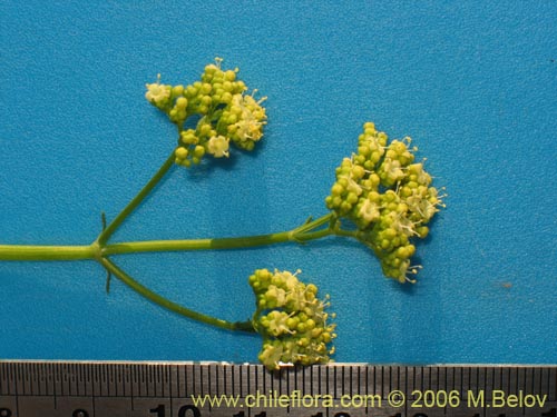 Valeriana verticillata的照片