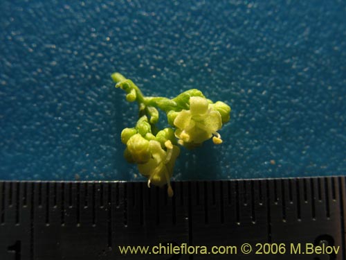 Фотография Valeriana verticillata (). Щелкните, чтобы увеличить вырез.