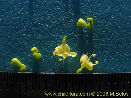 Valeriana verticillataの写真