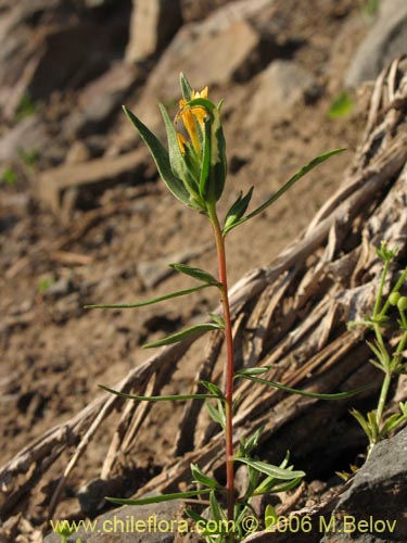 Bild von Collomia cavanillesii (Collomia amarilla). Klicken Sie, um den Ausschnitt zu vergrössern.