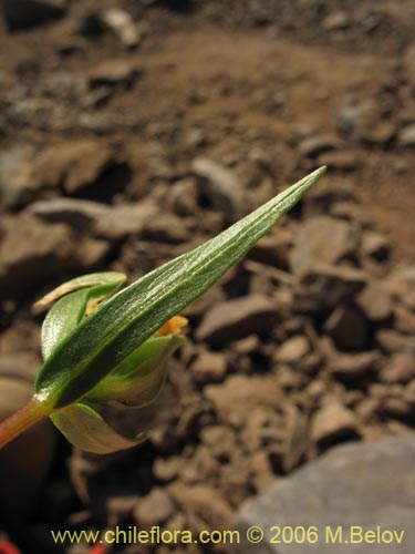 Bild von Collomia cavanillesii (Collomia amarilla). Klicken Sie, um den Ausschnitt zu vergrössern.