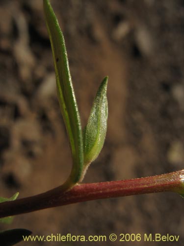 Collomia cavanillesii의 사진