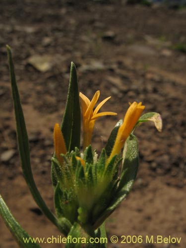 Imágen de Collomia cavanillesii (Collomia amarilla). Haga un clic para aumentar parte de imágen.