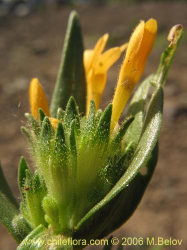 Bild von Collomia cavanillesii (Collomia amarilla). Klicken Sie, um den Ausschnitt zu vergrössern.