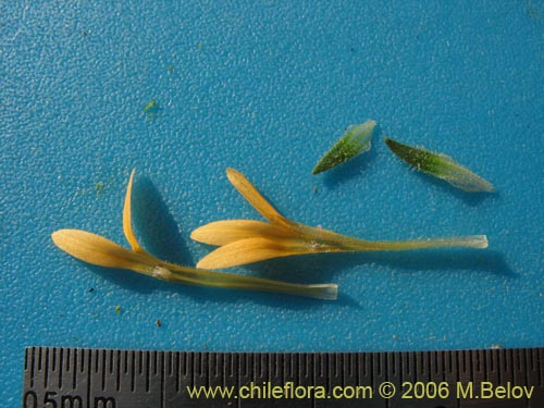 Image of Collomia cavanillesii (Collomia amarilla). Click to enlarge parts of image.