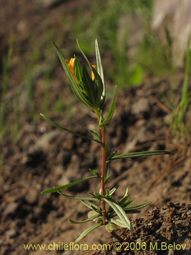 Bild von Collomia cavanillesii (Collomia amarilla). Klicken Sie, um den Ausschnitt zu vergrössern.