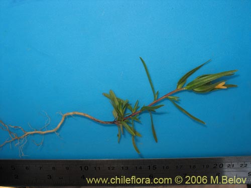 Фотография Collomia cavanillesii (Collomia amarilla). Щелкните, чтобы увеличить вырез.