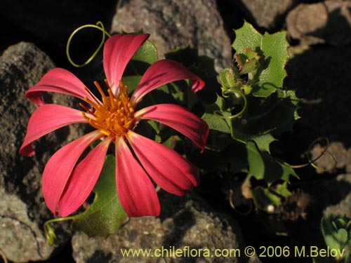 Image of Mutisia sp. similar Cana     #0649 (). Click to enlarge parts of image.