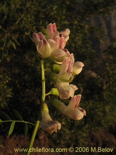 Vicia magnifolia의 사진