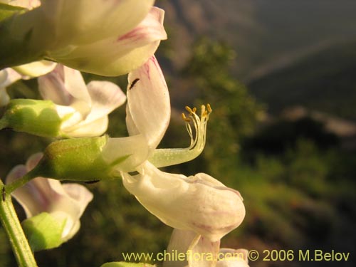 Bild von Vicia magnifolia (Arvejilla)