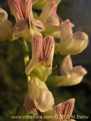 Bild von Vicia magnifolia (Arvejilla)