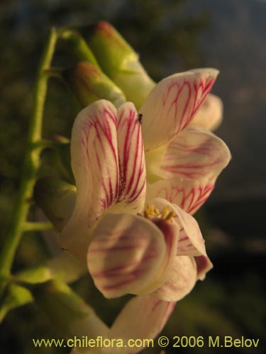 Bild von Vicia magnifolia (Arvejilla)