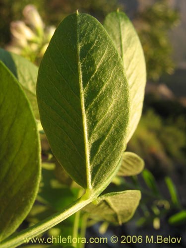 Bild von Vicia magnifolia (Arvejilla)