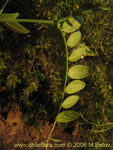 Bild von Vicia magnifolia (Arvejilla)