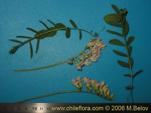 Bild von Vicia magnifolia (Arvejilla)