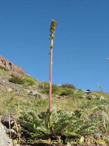 Image of Acaena pinnatifida (Pimpinela cimarrona / Abrojo). Click to enlarge parts of image.