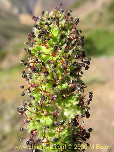 Imágen de Acaena pinnatifida (Pimpinela cimarrona / Abrojo). Haga un clic para aumentar parte de imágen.