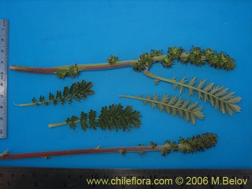 Image of Acaena pinnatifida (Pimpinela cimarrona / Abrojo). Click to enlarge parts of image.