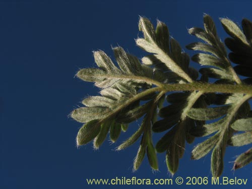 Image of Acaena pinnatifida (Pimpinela cimarrona / Abrojo). Click to enlarge parts of image.