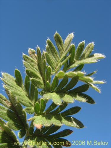 Image of Acaena pinnatifida (Pimpinela cimarrona / Abrojo). Click to enlarge parts of image.