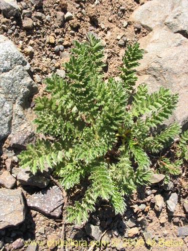 Image of Acaena pinnatifida (Pimpinela cimarrona / Abrojo). Click to enlarge parts of image.