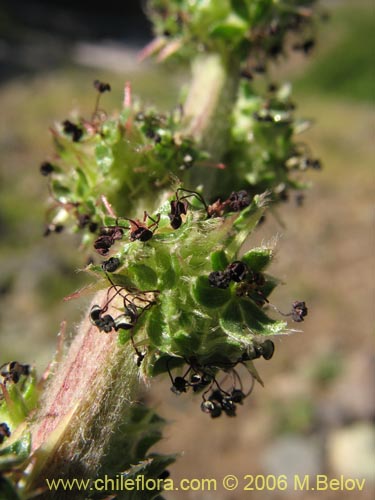 Image of Acaena pinnatifida (Pimpinela cimarrona / Abrojo). Click to enlarge parts of image.