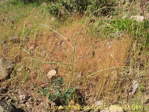 Imágen de Adesmia sp. #1637 (). Haga un clic para aumentar parte de imágen.