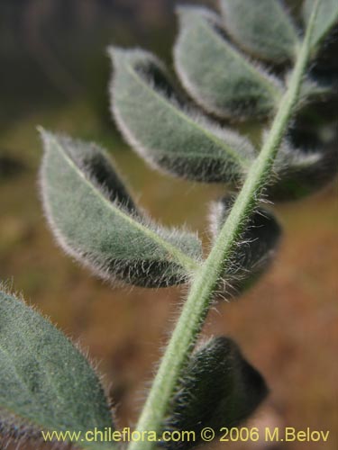 Bild von Adesmia sp. #1637 (). Klicken Sie, um den Ausschnitt zu vergrössern.