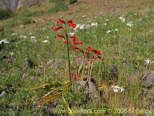 Фотография Phycella scarlatina (). Щелкните, чтобы увеличить вырез.