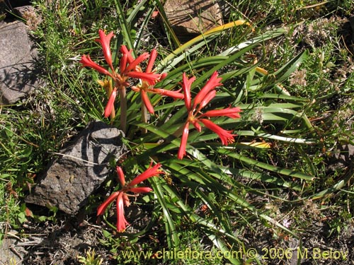 Bild von Phycella scarlatina (). Klicken Sie, um den Ausschnitt zu vergrössern.