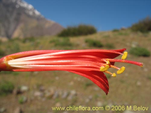 Image of Phycella scarlatina (). Click to enlarge parts of image.