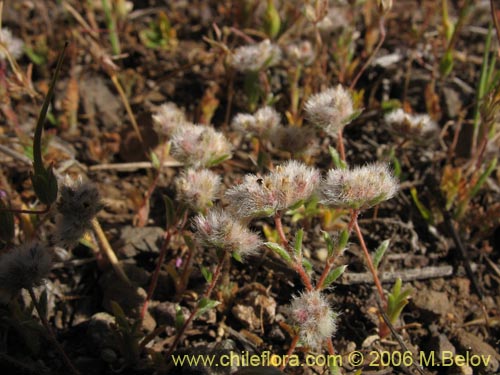 Imágen de Montiopsis sp. #2401 (). Haga un clic para aumentar parte de imágen.