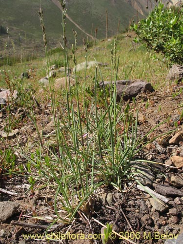 Imágen de Poaceae sp. #3089 (). Haga un clic para aumentar parte de imágen.