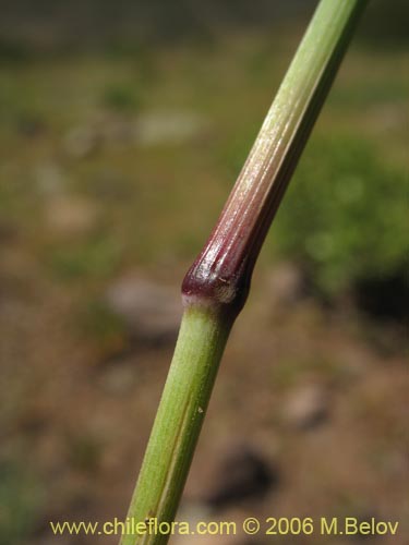 Poaceae sp. #3089的照片