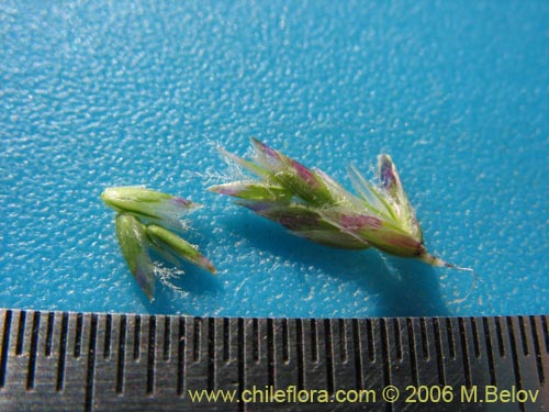 Imágen de Poaceae sp. #3089 (). Haga un clic para aumentar parte de imágen.