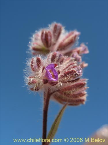 Imágen de Planta no identificada sp. #2402 (). Haga un clic para aumentar parte de imágen.