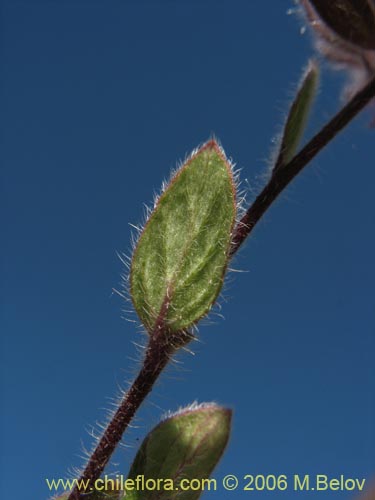 未確認の植物種 sp. #2402の写真