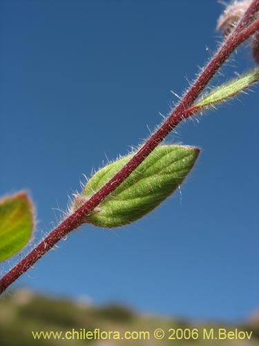 未確認の植物種 sp. #2402の写真