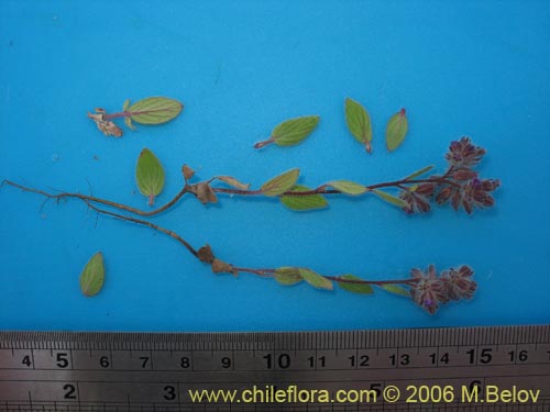 Image of Unidentified Plant sp. #2402 (). Click to enlarge parts of image.