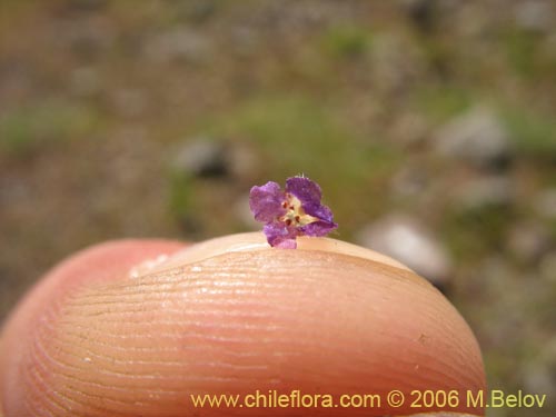 Imágen de Planta no identificada sp. #2402 (). Haga un clic para aumentar parte de imágen.