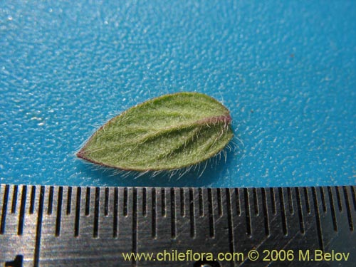 Image of Unidentified Plant sp. #2402 (). Click to enlarge parts of image.