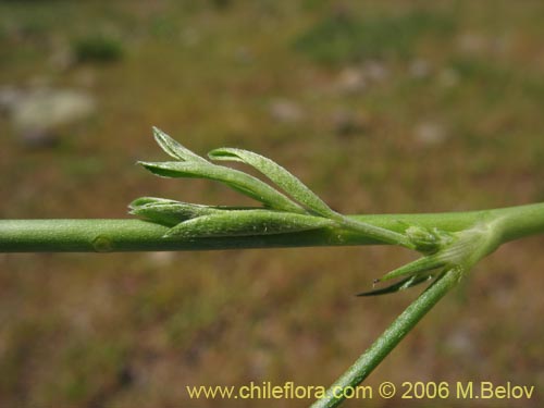 Imágen de Adesmia sp. #1639 (). Haga un clic para aumentar parte de imágen.