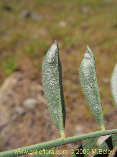 Bild von Adesmia sp. #1639 (). Klicken Sie, um den Ausschnitt zu vergrössern.