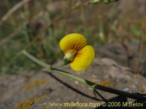 Image of Adesmia sp. #1639 (). Click to enlarge parts of image.