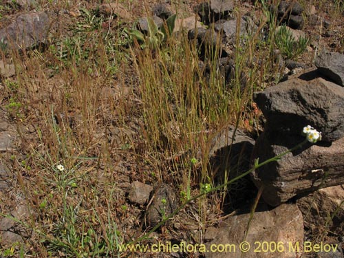 Cryptantha cynoglossoidesの写真